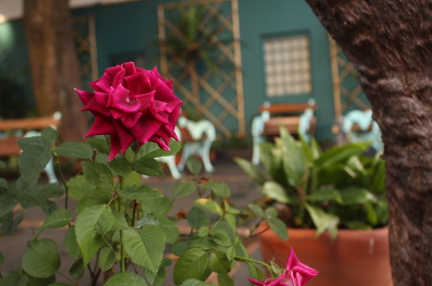 Jardinagem