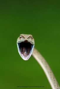 Foto de Aditya Kshirasagar -Comedy Wildlife Photography Awards 2021