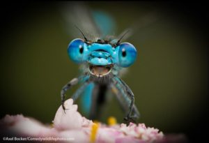 Foto de Axel Bocker- Comedy Wildlife Photography Awards 2021