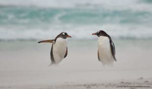 Foto de Carol Taylor - - Comedy Wildlife Photography Awards 2021