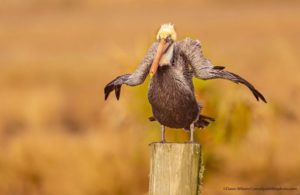 Foto de Dawn Wilson Foto de Chee Kee Teo - Foto de Carol Taylor - - Comedy Wildlife Photography Awards 2021
