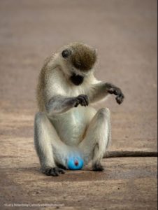 Foto de Larry Petterborg - Comedy Wildlife Photography Awards 2021
