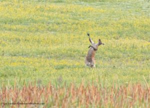 Foto de Lea Scaddan -Comedy Wildlife Photography Awards 2021