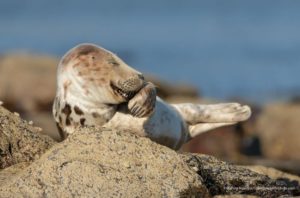 Foto de Martina Novotna-Comedy Wildlife Photography Awards 2021