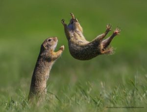 Foto de Roland Kranitz-Comedy Wildlife Photography Awards 2021