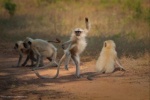 Foto de Sarosh Lodhi-Comedy Wildlife Photography Awards 2021