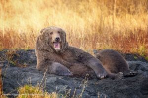Foto de Wenona Suydam-Comedy Wildlife Photography Awards 2021