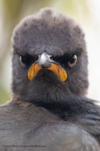 foto de Andrew Mayes-Comedy Wildlife Photography Awards 2021