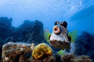 Foto de Philipp Stahr-Comedy Wildlife Photography Awards 2021