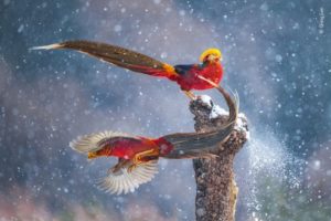 Na Reserva Natural Lishan, na China, Qiang observou dois faisões dourados machos trocando continuamente de lugar neste tronco — Foto: Qian Guo/ Wildlife Photographer of the Year
