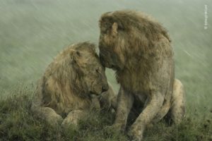 Durante uma visita ao Maasai Mara, no Quênia, Ashleigh capturou este momento de ternura entre um par de leões machos. — Foto: Ashleigh McCord (via BBC)