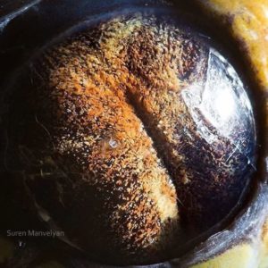 Píton - Suren Manvelyan
